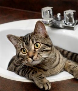 Adopt-A-Cat Month Image